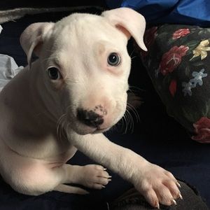 Meet your Posher, George